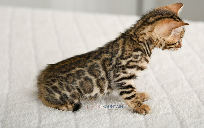 Bengal kitten for sale